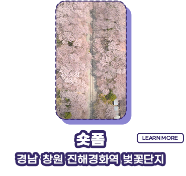 숏폼 경남 창원 진해경화역 벚꽃단지